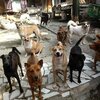 フィリピンにおける動物保護活動