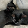 黒猫と夢