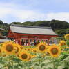 【銚子ひまわり畑】補陀洛山満願寺と犬吠駅｜2024年開花状況、見頃、向日葵の場所（千葉県銚子市）