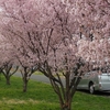 福島市は桜が満開でした！