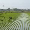 二十四節気　「穀雨」　　　　　　　　　　　七十二候「葭始生」