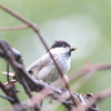 新潟県野鳥保護の集い（笹ヶ峰）に参加して。