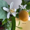 レモンの花が咲いた！The lemon flowers bloomed.