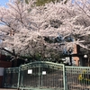 今年の桜