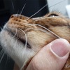 【記事が消えてる】投稿したはずの記事が消えてる！ あれ？ 公開しなかったっけか？ by はてなブログ