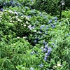 【紫陽花】宇治・三室戸寺