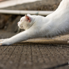 天草諸島のねこさん