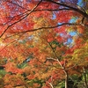 フォト・ライブラリー(322)秋の六甲山4〜森林植物園