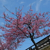 河津の桜～約束のお花見