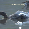 近所の公園へ鳥を見に行った（２０２１　１０２４）その１。