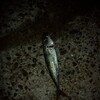 大津川尻でサバ釣り対決