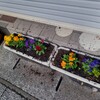 植え替えました