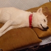 ソファーで爆睡する愛犬💤