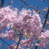 河津桜咲く