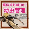 真似すればOK！　幼虫管理(初・二齢編)