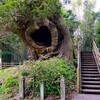 塚崎の大楠（大塚神社）、巨木は塚崎古墳群1号墳の上に