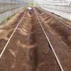 フルティカトマトの苗を定植しました。