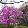 水月寺のイワツツジと粟又の滝