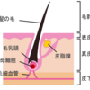 【毛髪の基礎知識】毛髪の基本と構造、毛髪補修成分まとめ