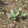庭の花達も一斉に顔を出した