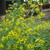 続　自生している山野草の花