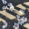 花房ごと地面に広がる山桜