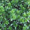 学んだ、学びたくないことを／この領土で・889