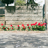 桜の木の下の花壇。