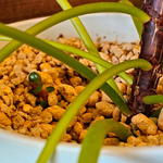 ぺぺロミオイデスの芽。ピクミンの消しゴムも。