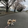 桜コラボ始まります！