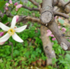 花咲きました