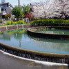 二ヶ領用水：久地円筒分水、宿河原用水、ニヶ領本川上河原線の桜 2025