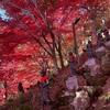 今年も大山寺の紅葉を見に行く　2023.11.24