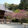 妙本寺の八重桜＆今日の独り言