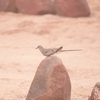 シッポウバト Namaqua Dove