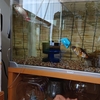 エサを争わない優しい金魚との同居