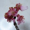 河津桜の花弁がない？