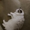 夜の大かくれんぼで興奮ふくちゃん