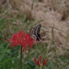 Papilio xuthus　アゲハチョウ（ナミアゲハ）