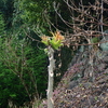 タラの芽に似ているタラではない植物の正体は？　トゲまみれのカラスザンショウと棘の無いニワウルシ