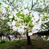 花と緑の季節到来　いこいの森公園