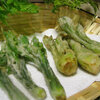 Tempura of fatsia sprouts and chengiopanax sciadophylloides