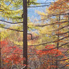 桟敷山へ紅葉狩り