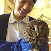 フクロウ元気に　徳島道で保護、翼骨折を病院で手当て