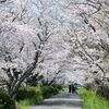 　桜並木の通学路