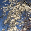 山越の桜