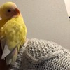 コザクラインコのきーちゃん(生後1～2か月)を飼い始めて１週間‥！お世話大変だ～～！！