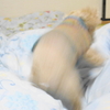 ニゴくん寝床を整える