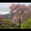 山間の枝垂れ桜