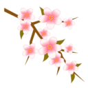 初心者ですが、着物はじめました。